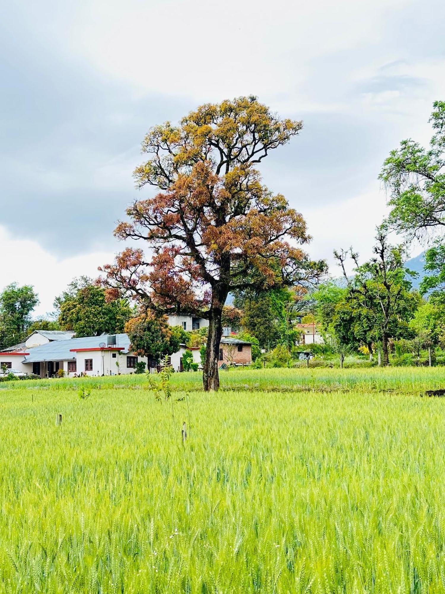 Hostel Dreamwoods A Travellers Farm Dharamsala Zewnętrze zdjęcie